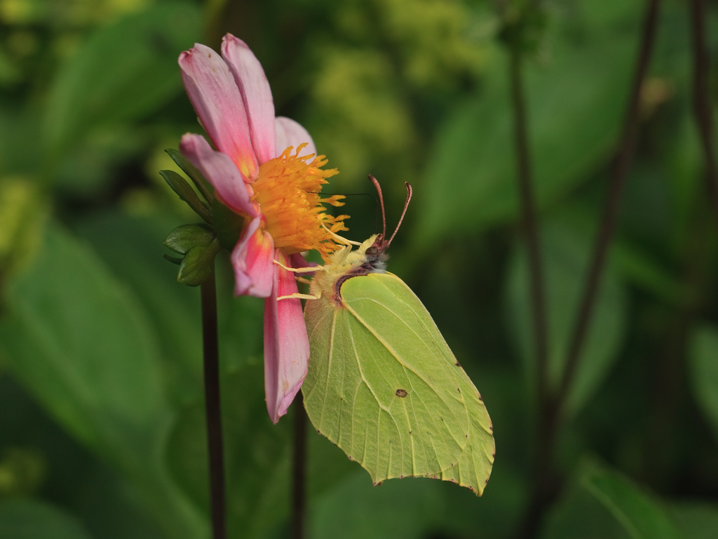 Gonepteryx rhamni Citroenvlinder Brimstone